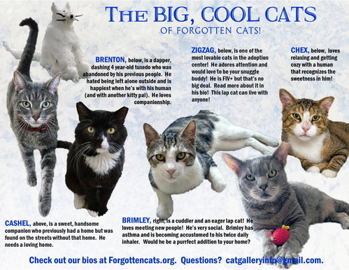 Big Cats: 11+ pounds, Part 1, a cat for adoption from Forgotten Cats, Inc.