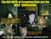 adoptable Cat in wilmington, DE named Big Boys Part 1