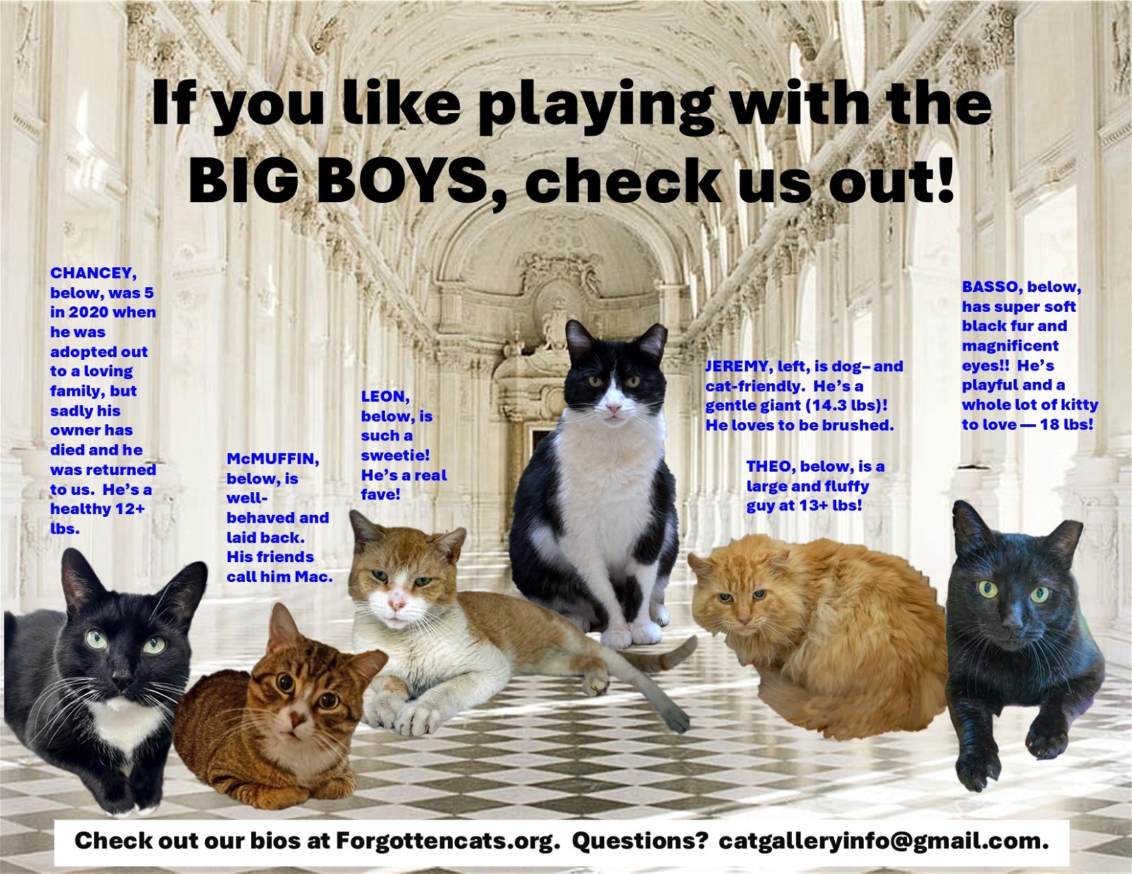 adoptable Cat in Wilmington, DE named Big Boys Part 1