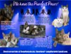 adoptable Cat in wilmington, DE named Purrfect Pairs