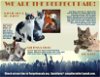 adoptable Cat in wilmington, IL named Purrfect Pairs