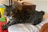 adoptable Cat in newark, DE named His Royal Highness (FCID 01/19/24-122) C, SN food