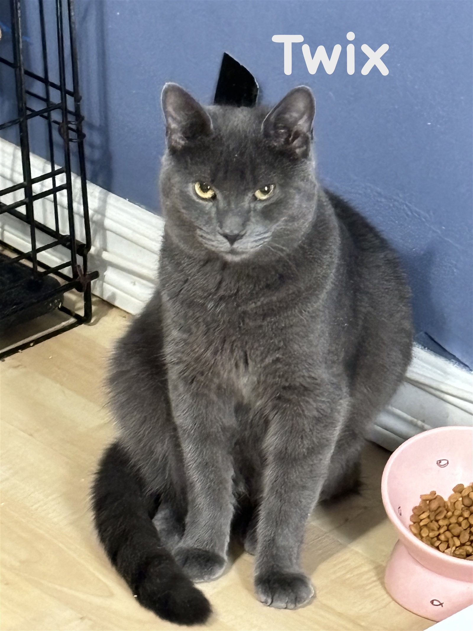adoptable Cat in Willow Grove, PA named Twix, Willow Grove PA (FCID# 09/07/2023-141)