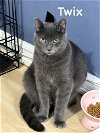 adoptable Cat in willow grove, PA named Twix, Willow Grove Area (FCID# 09/07/2023-141)