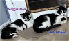 adoptable Cat in willow grove, PA named Mr Magoo (bonded Maggie Moo)(FCID# 02/08/2024-101)
