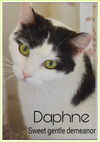 adoptable Cat in Willow Grove, PA named Daphne (bonded Lucky) Willow Grove (1/26/24-111)