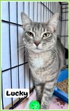adoptable Cat in willow grove, PA named Lucky, Willow Grove, PA (FCID# 07/05/2023-19)