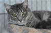 adoptable Cat in willow grove, PA named Lucky, Willow Grove, PA (FCID# 07/05/2023-19)