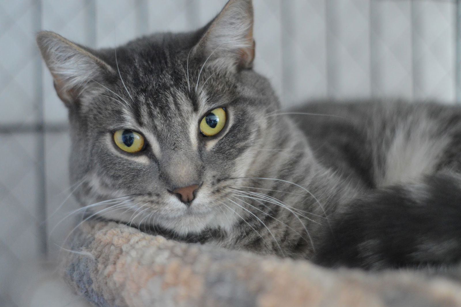 adoptable Cat in Willow Grove, PA named Lucky (bonded Daphne) Willow Grove (07/05/2023-19)