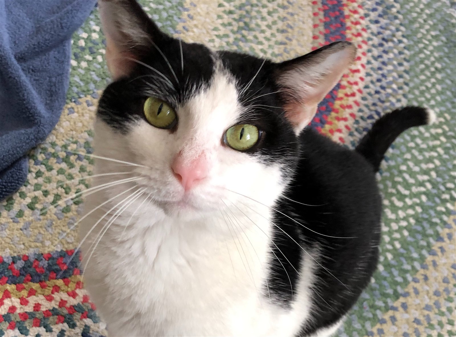 adoptable Cat in West Chester, PA named Georgie:  FeLV+ (FCID# 02/12/2024 - 51)