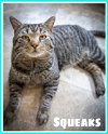 adoptable Cat in , DE named Squeaks (FCID# 02/12/2024 - 27 Christiana PS)