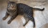 adoptable Cat in , DE named Sammy (FCID# 02/12/2024 - 27 Christiana PS)