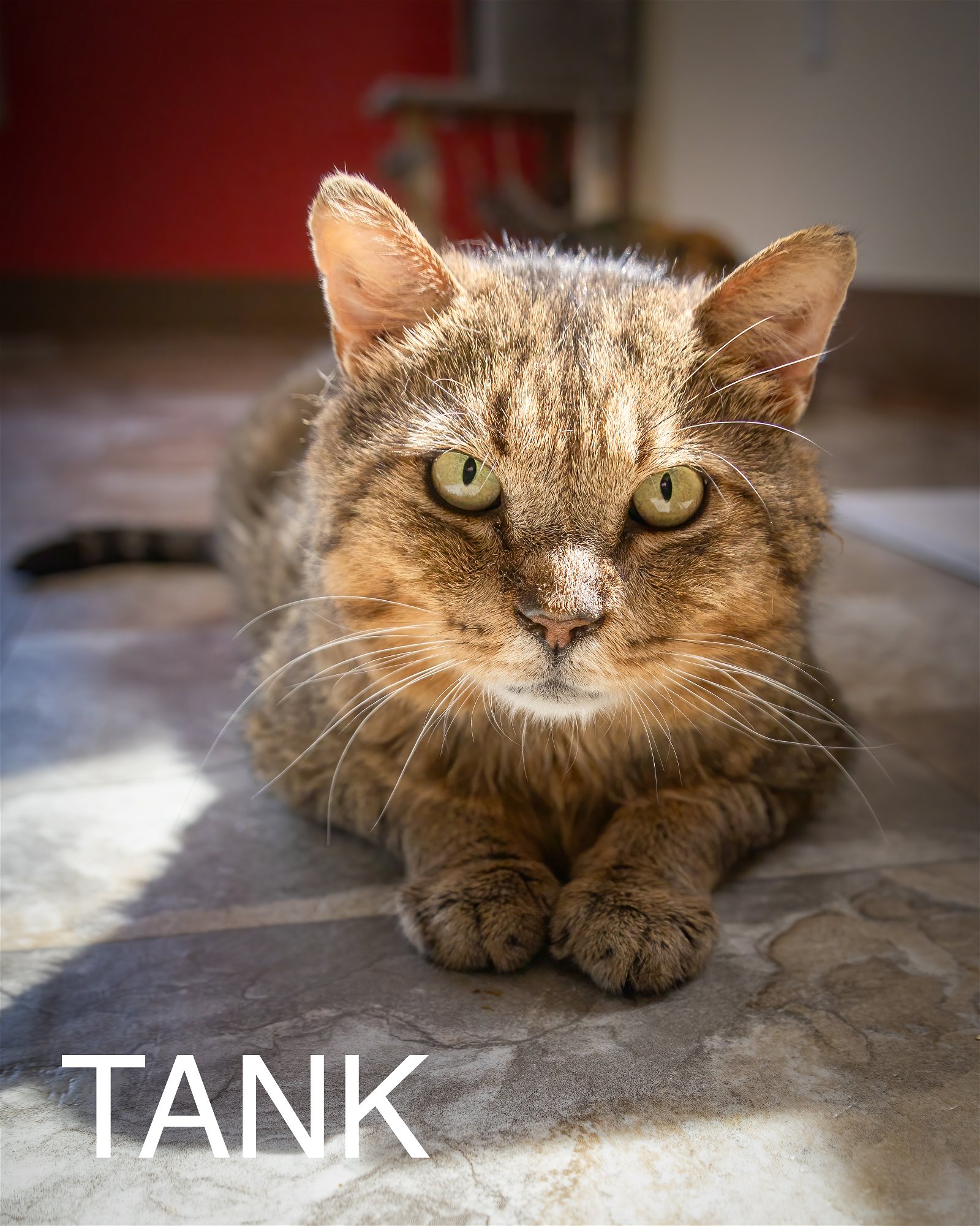 adoptable Cat in Marcus Hook, PA named Tank (FCID# 02/13/2024 - 10 Trainer) C