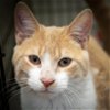 adoptable Cat in us, AR named Roger (FCID# 02/20/2024 - 24 Trainer)