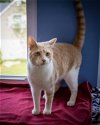 adoptable Cat in  named Roger (FCID# 02/20/2024 - 24 Trainer)