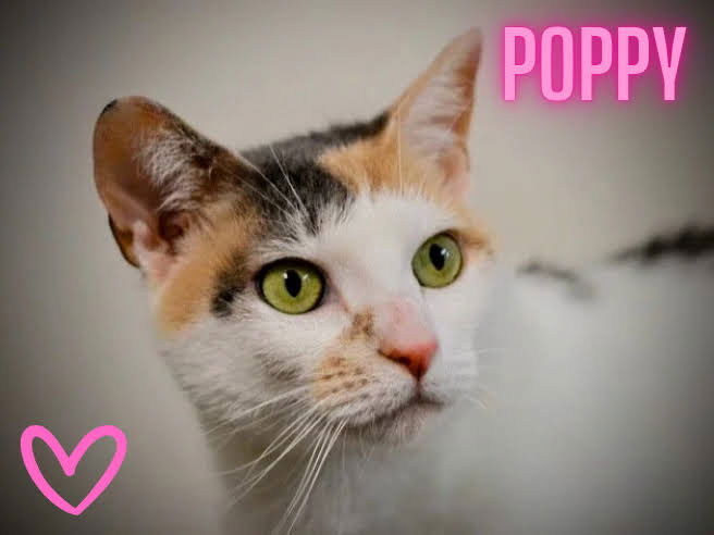 adoptable Cat in Abington, PA named Poppy Willow Grove area (FCID# 02/15/24-106)