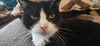 adoptable Cat in  named Lily Bear (FCID# 02/12/24-4) C,SN food & med