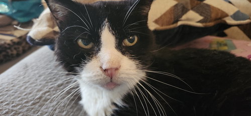 LILY BEAR (FCID# 02/12/24-4) C,SN FOOD & MED - Tuxedo / Domestic Short Hair available for adoption