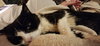 Lily Bear (FCID# 02/12/24-4) C,SN food & med - Photo 2