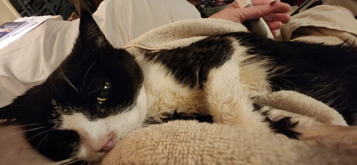 LILY BEAR (FCID# 02/12/24-4) C,SN FOOD & MED - Tuxedo / Domestic Short Hair available for adoption