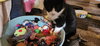 Lily Bear (FCID# 02/12/24-4) C,SN food & med - Photo 3