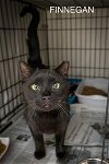 adoptable Cat in chester, PA named Finnegan (FCID# 02/28/2024 - 901)