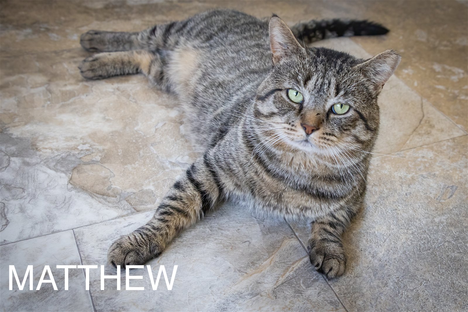adoptable Cat in Marcus Hook, PA named Matthew (FCID# 02/26/2024 - 5 Trainer) C