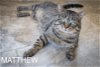 adoptable Cat in marcus hook, AR named Matthew (FCID# 02/26/2024 - 5 Trainer) C