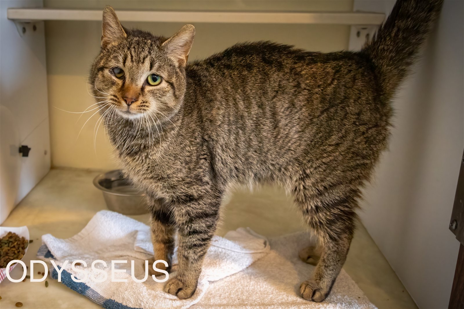 adoptable Cat in Marcus Hook, PA named Odysseus (FCID# 02/21/2024 - 12 Trainer