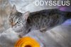 adoptable Cat in us, AR named Odysseus (FCID# 02/21/2024 - 12 Trainer