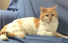 adoptable Cat in Wilmington, DE named Titan (FCID# 02/26/2024 - 1) KC