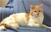 adoptable Cat in  named Titan (FCID# 02/26/2024 - 1) KC