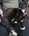 adoptable Cat in newark, DE named Dodger (FCID# 02/20/2024 - 38 Christiana PS) C