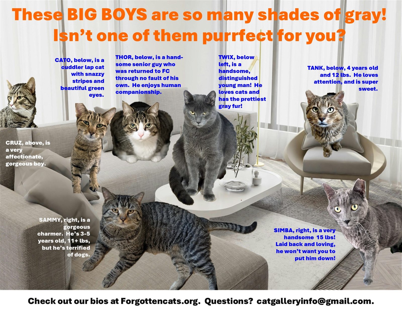 adoptable Cat in Wilmington, DE named Big Boys Part 2