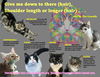 adoptable Cat in , DE named Longer Hair Kitties:  Male and Female