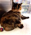 adoptable Cat in wilmington, IL named Fluff Muffin: DLH (FCID# 3/03/24-33 Brandywine PS)