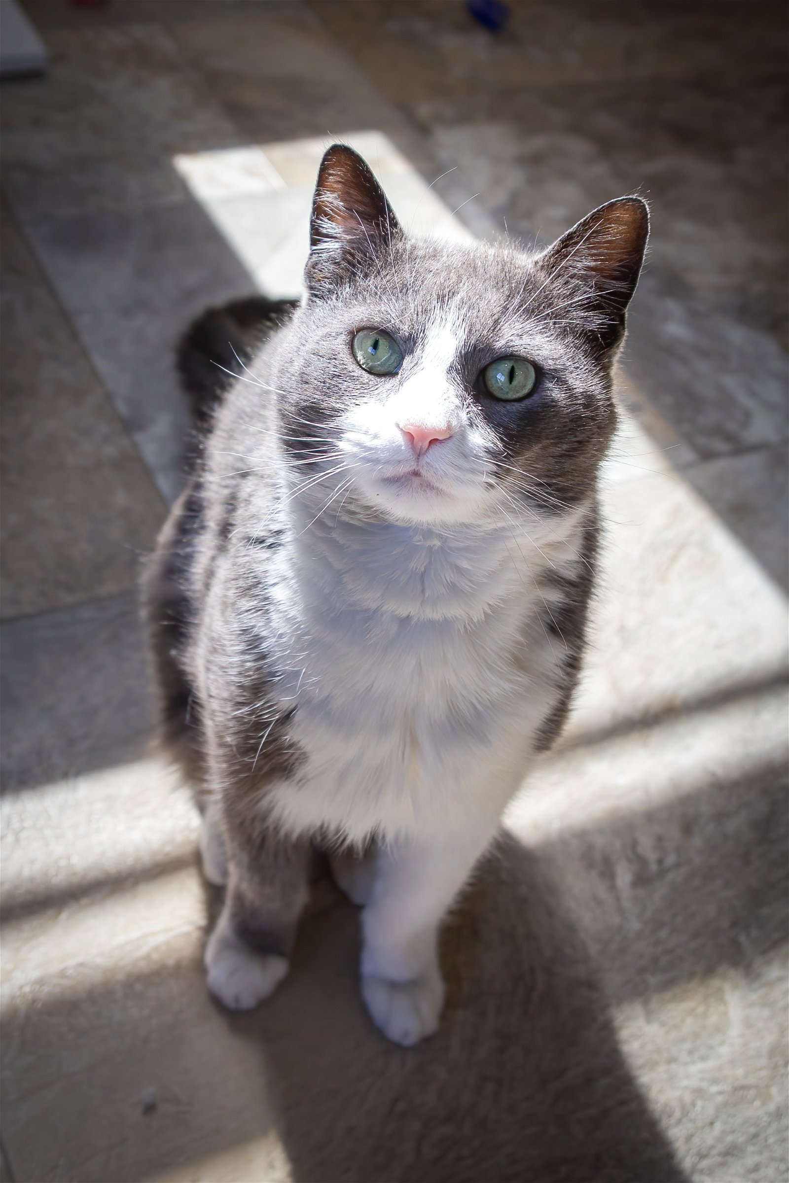 adoptable Cat in Marcus Hook, PA named Herman (FCID# 02/29/2024 - 46 Trainer) C