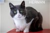 adoptable Cat in us, AR named Herman (FCID# 02/29/2024 - 46 Trainer) C