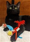 adoptable Cat in , DE named Midnight (FCID# 02/28/2024 - 43 Millsboro PS