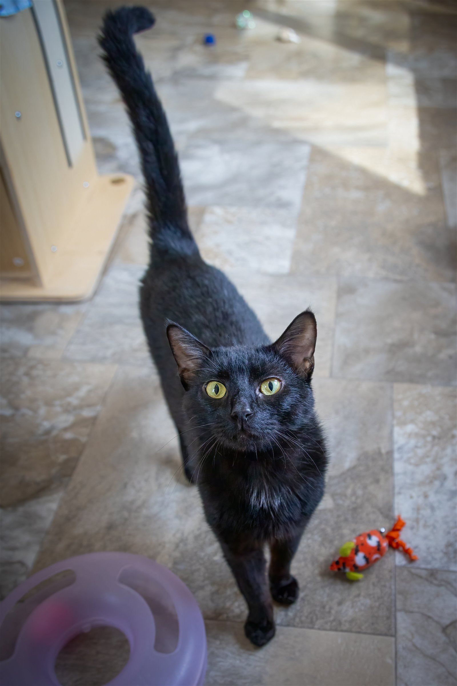adoptable Cat in Millsboro, DE named Midnight (FCID# 02/28/2024 - 43 Trainer)