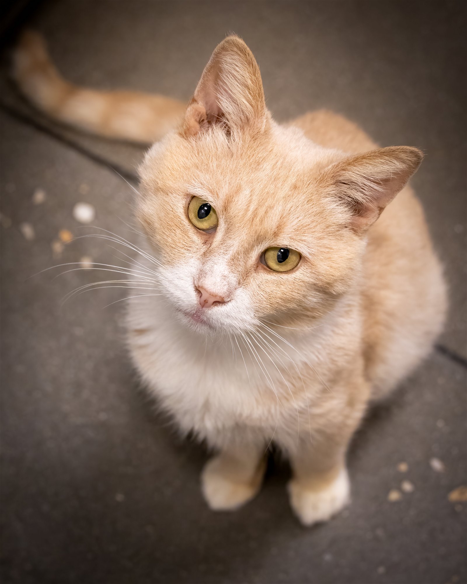 adoptable Cat in Marcus Hook, PA named Slim (FCID# 02/28/2024 - 48 Trainer) C