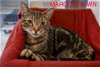 adoptable Cat in us, AR named Marco Brown (FCID# 01/02/2024 - 67 Trainer) C