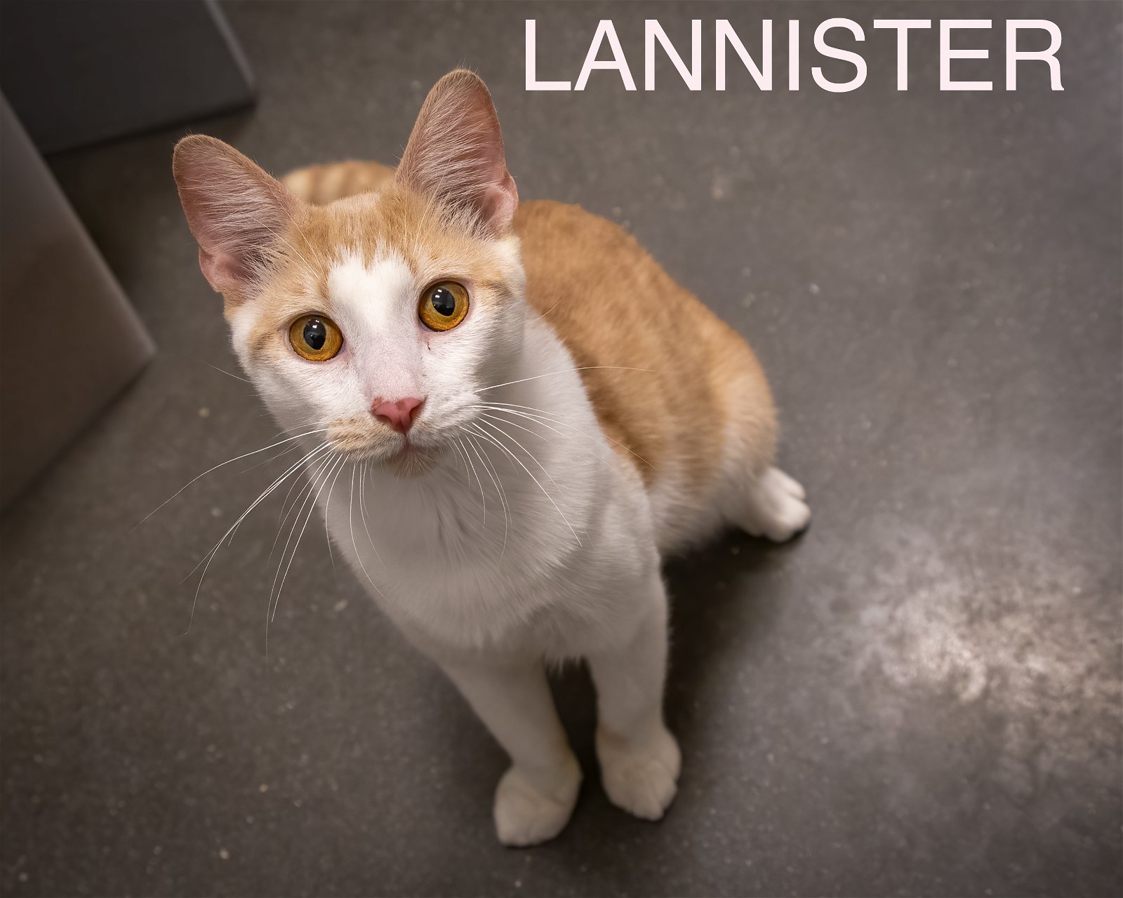 adoptable Cat in Brookhaven, PA named Lannister (FCID# 03/06/2024 - 28 Brookhaven PS) KC