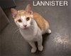 adoptable Cat in  named Lannister (FCID# 03/06/2024 - 28 Brookhaven PS) C