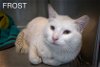 adoptable Cat in wilmington, IL named Frost (FCID# 03/05/2024 - 44) C