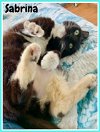 adoptable Cat in wilmington, DE named Sabrina (FCID# 02/29/2024 - 5) C