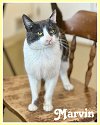 adoptable Cat in willow grove, PA named Marvin, Willow Grove PA (FCID# 03/01/2024-102)