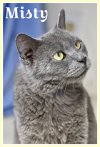 adoptable Cat in willow grove, PA named Misty, Willow Grove PA (FCID# 02/22/2024-112)