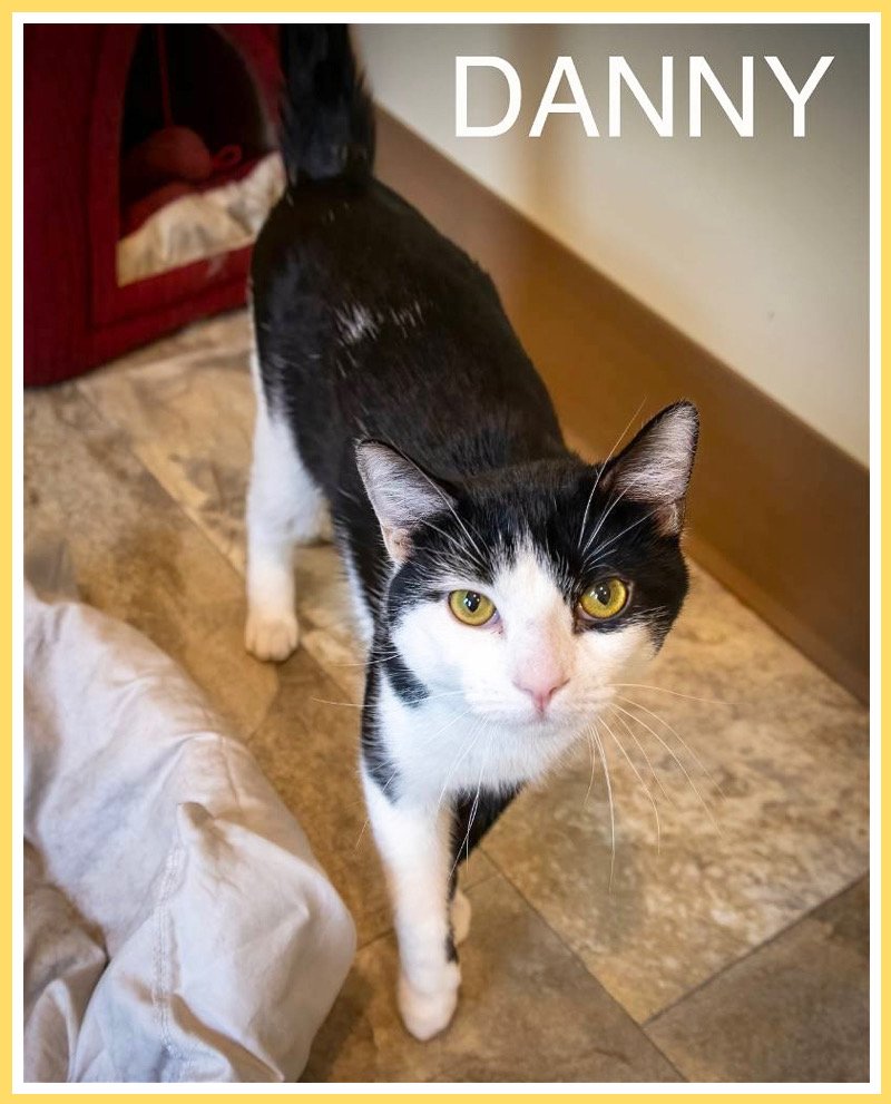 adoptable Cat in Newark, DE named Danny (FCID# 03/06/2024 - 7)