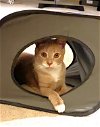 adoptable Cat in , DE named Vinny (FCID# 02/29/2024-18 Brandywine Event) C